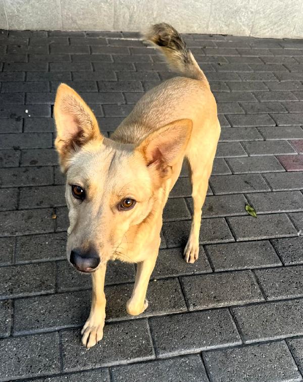 MANUEL CAGNOLINO TIMIDO Foto 2